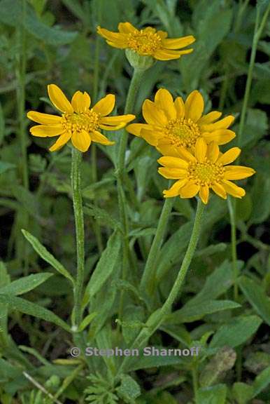 eriophyllum lanatum var grandiflorum 1 graphic